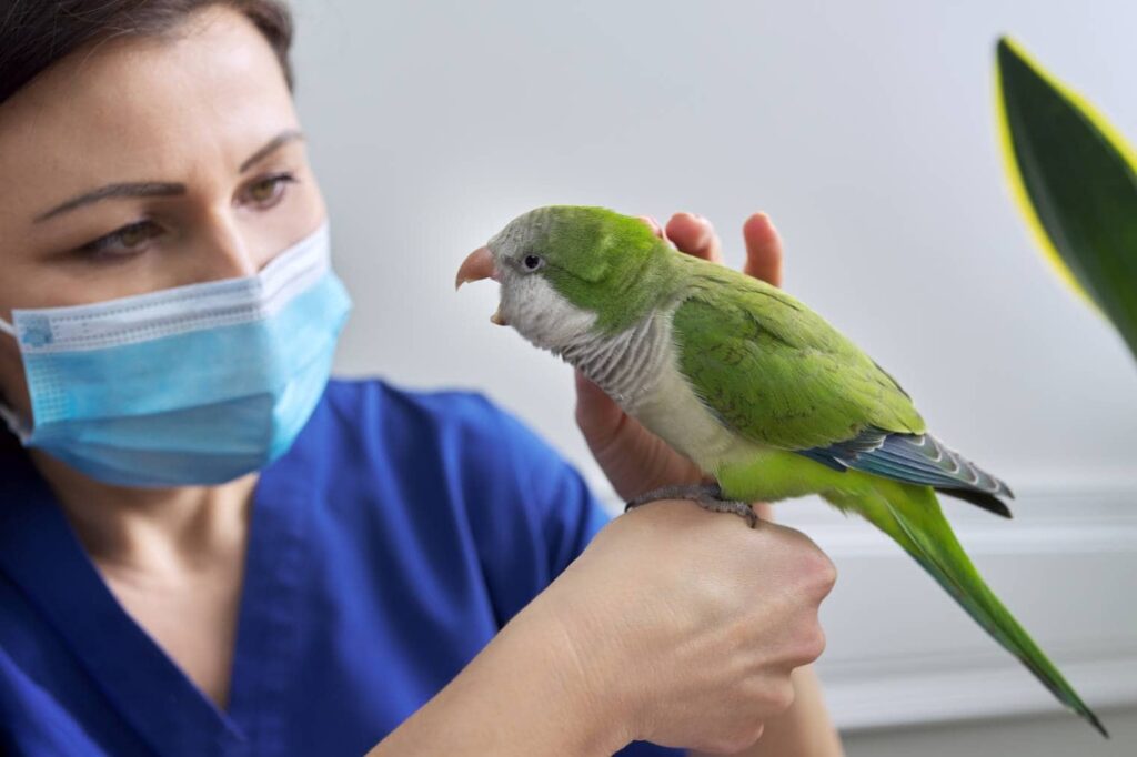 Quacker Parrot visit vet_VH-studio_Shutterstock