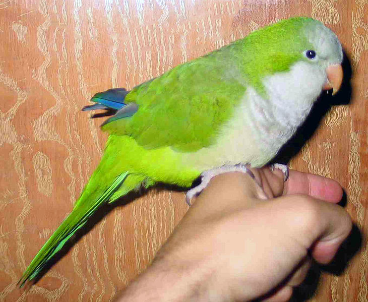Quaker Parakeet
