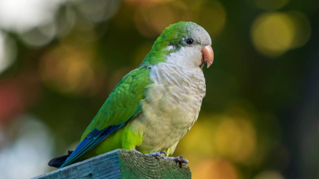 Quaker Parrot side view_Pabloavanzini_shutterstock