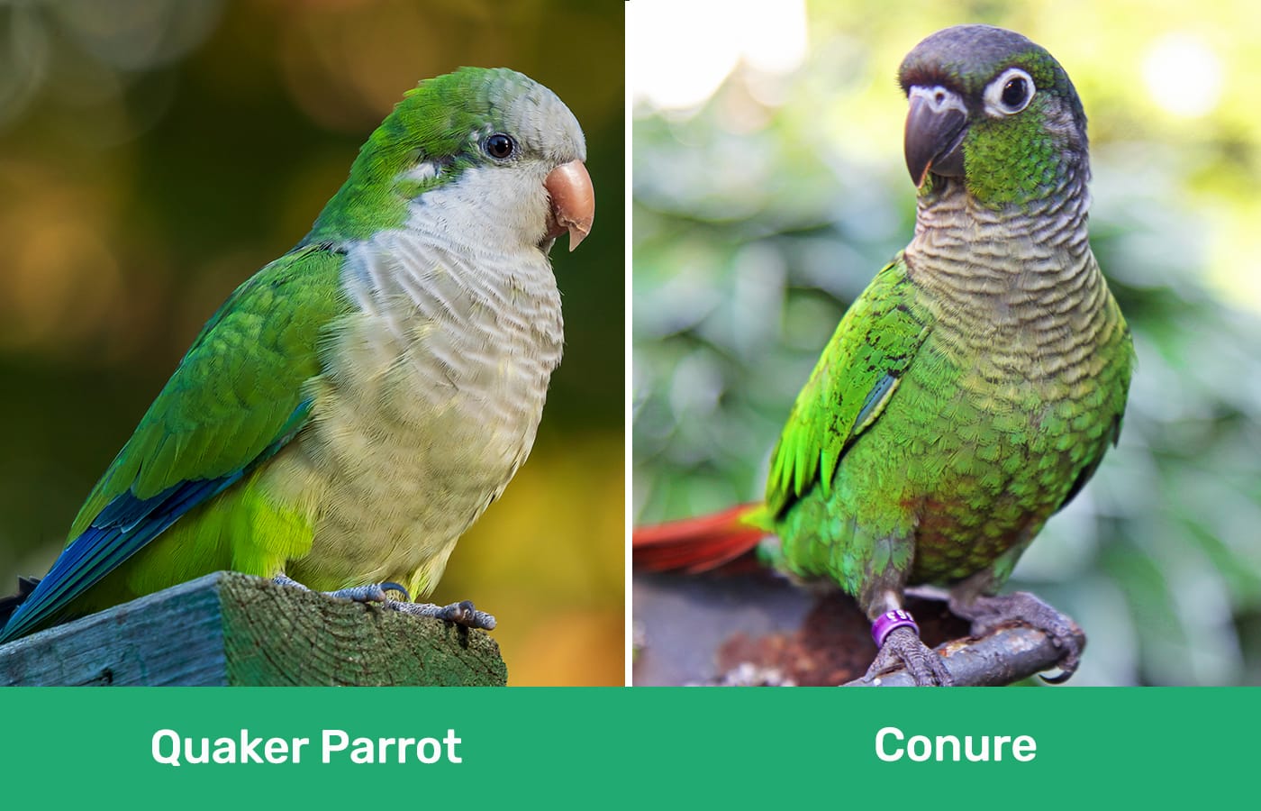 Quaker Parrot vs Conure side by side