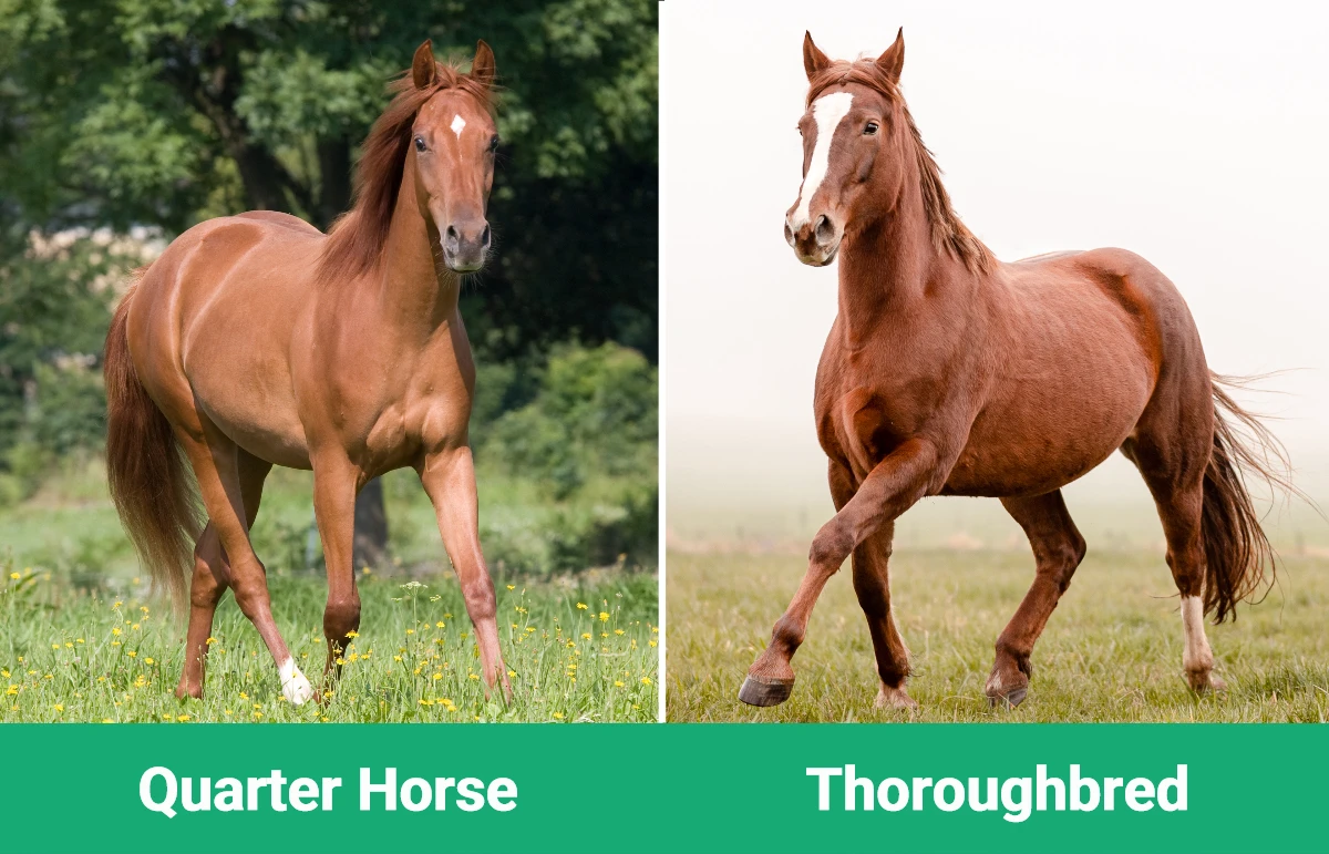 Quarter Horse vs Thoroughbred - Visual Differences