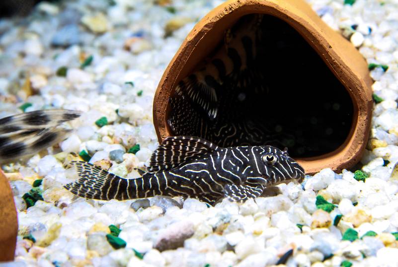 Queen Arabesque Pleco