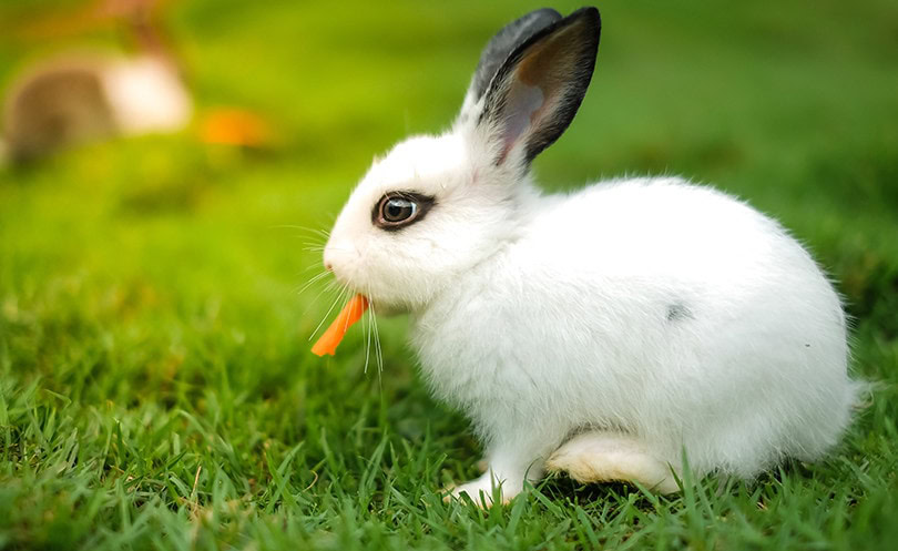 Rabbit Eating Carrot