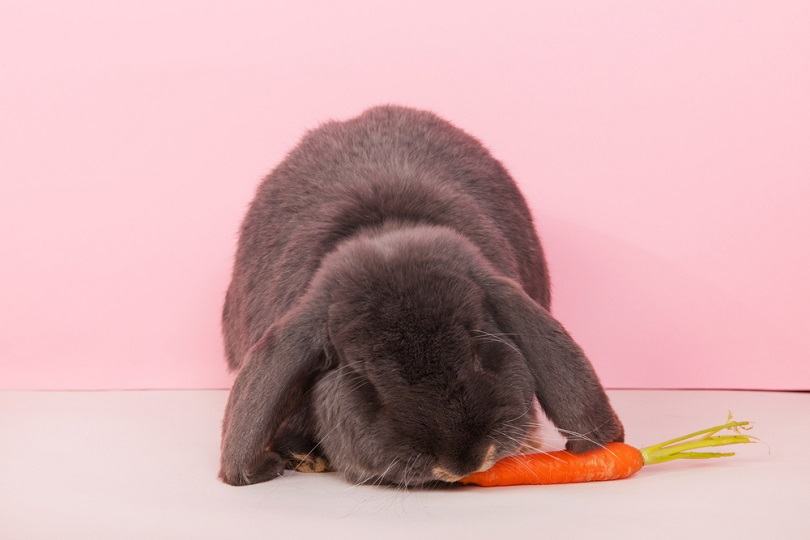 Rabbit-French-lop-eating-fresh-carrot_Ivonne-Wierink_shutterstock