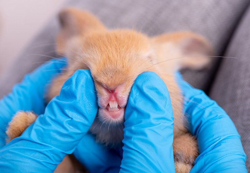 Rabbit Teeth Closeup Getting Examine by Vet