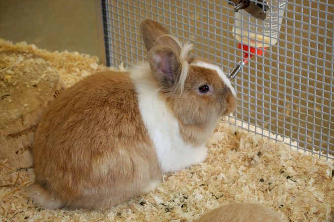 Featured image for the article on the best rabbit water bottles.