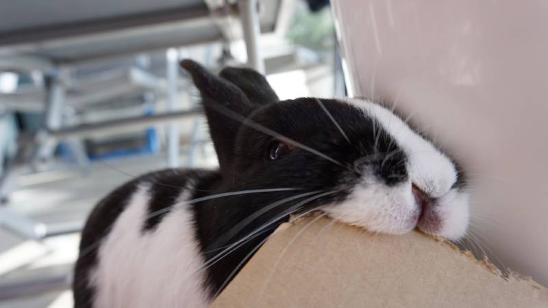 Rabbit eating cardboard really close