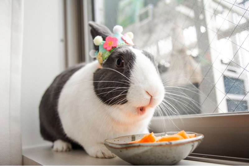 Rabbit eating in a bowl