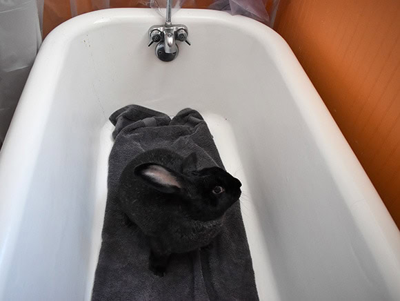 Rabbit in Tub