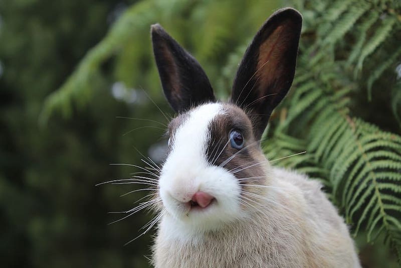 Rabbit licking lips