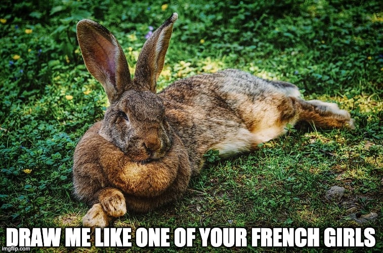 hilarious rabbit memes draw me