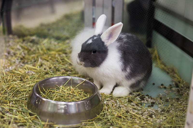 Rabbit sitting on bedding beside its metal bowl