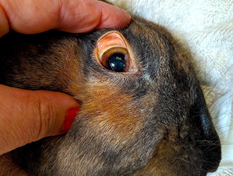 Rabbit with Hemorrhagic Disease (jaundice eye)