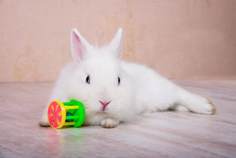 Rabbit with a toy
