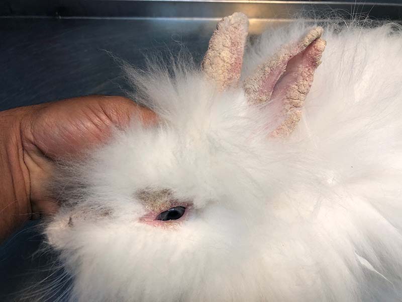Rabbit with clinical sign of sarcoptic mange infection