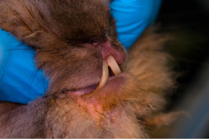 Rabbit with overgrown teeth