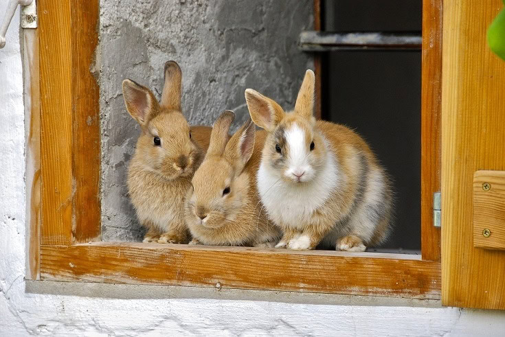 Rabbits on window