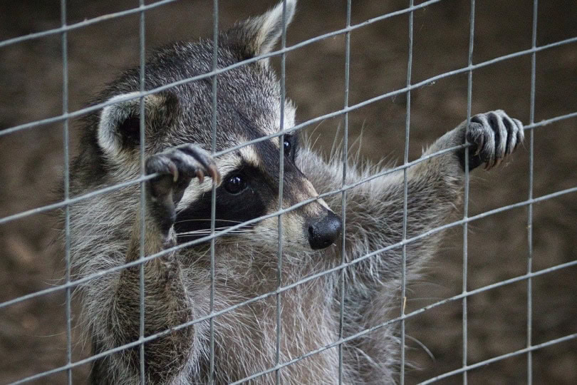 Raccoon behind screened fence