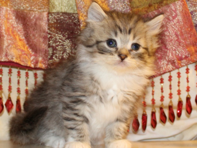 RagaMuffin Kitten