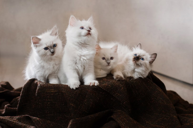 Ragdoll kittens