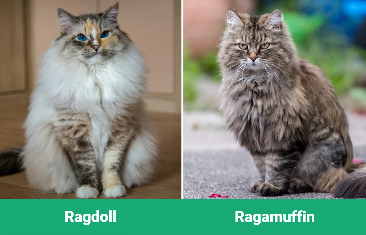 Ragdoll vs Ragamuffin - Visual Differences