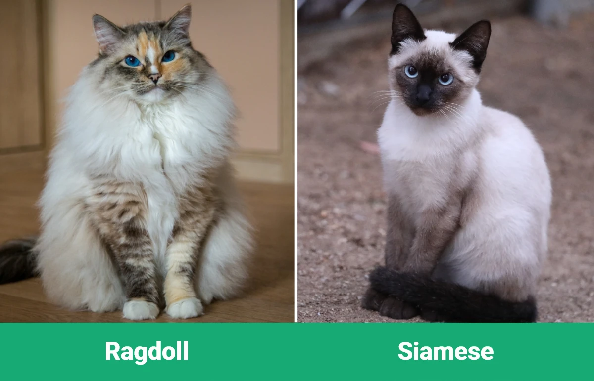 Ragdoll vs Siamese - Visual Differences