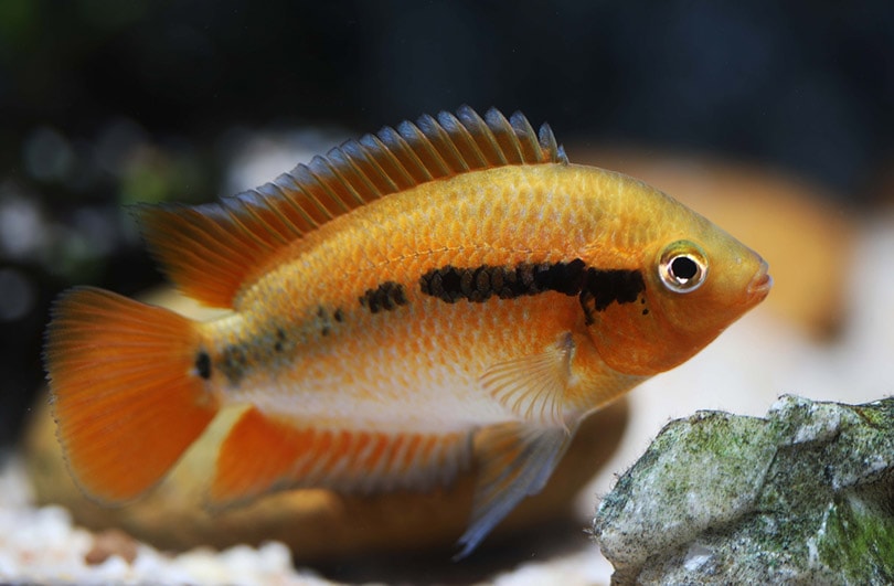 Rainbow Cichlid