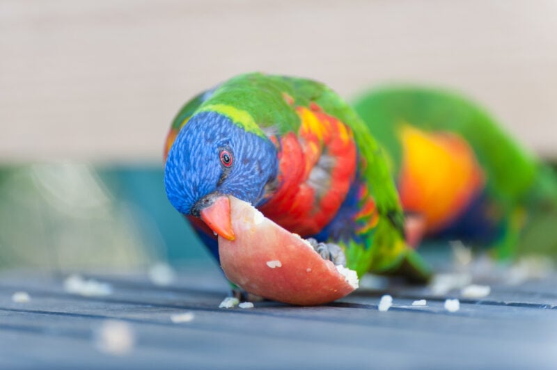 Rainbow Lorikeet eating an apple