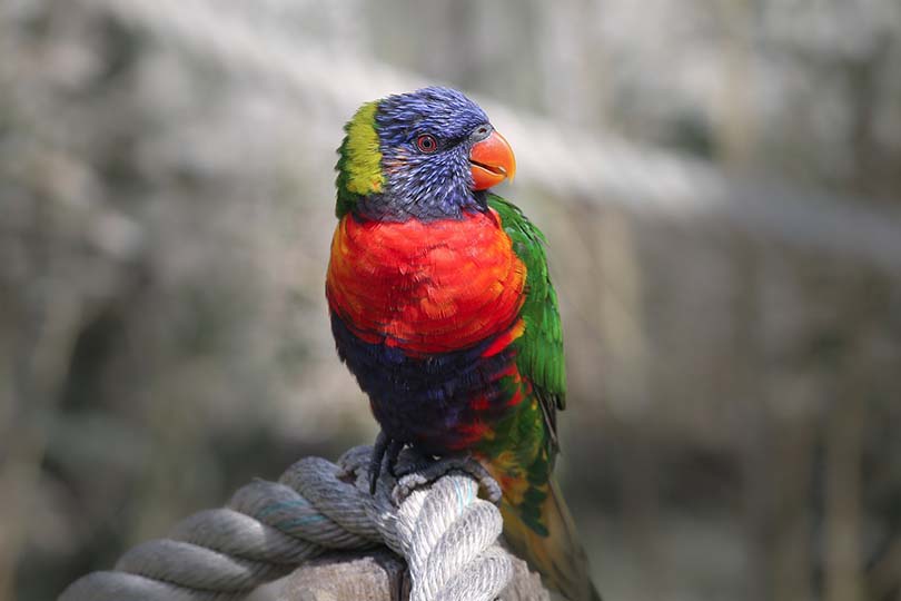 Rainbow Lory Closeup