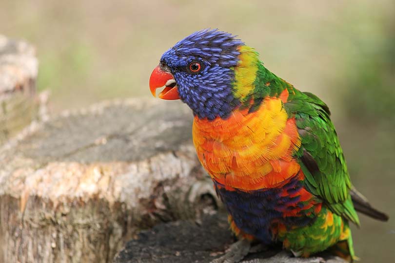 Rainbow Lory