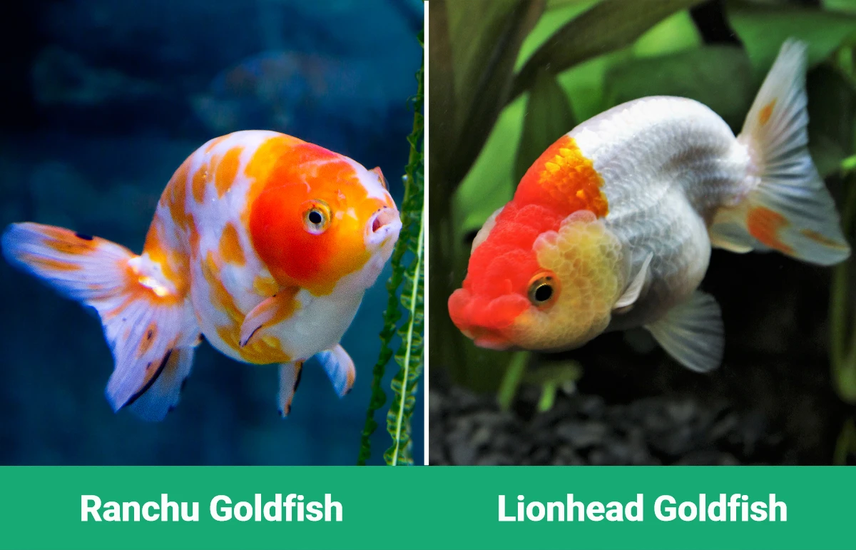 Ranchu vs Lionhead Goldfish - Visual Differences