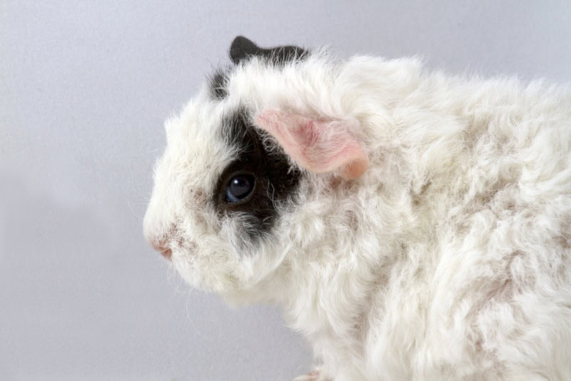 Rare merino guinea pig breed