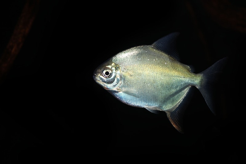 Rare silver dollar fish