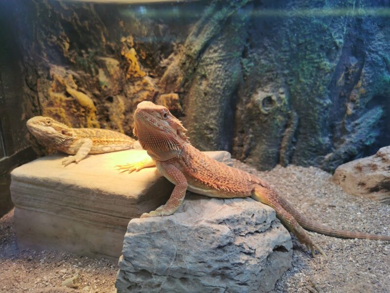 a pet chameleon in a tank