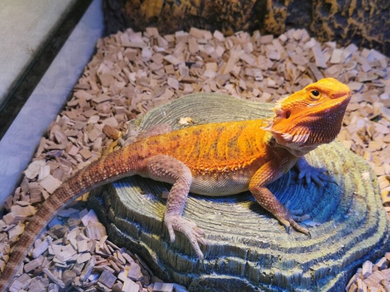 Rare species reptiles lizard frog in tanks