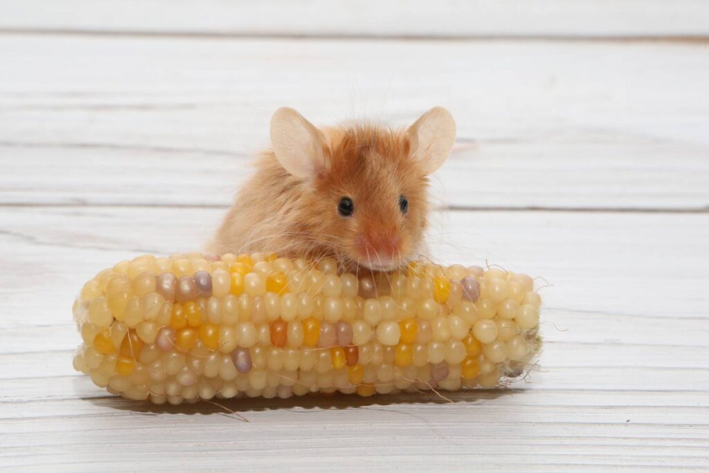 Rat Eat Corn close up_Sergey Bezgodoz_Shutterstock