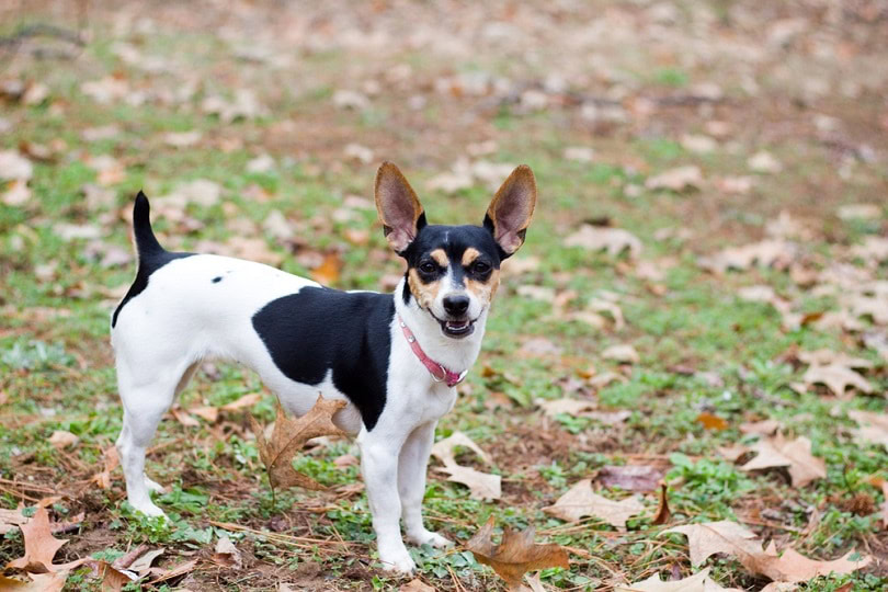Rat Terrier Smiling