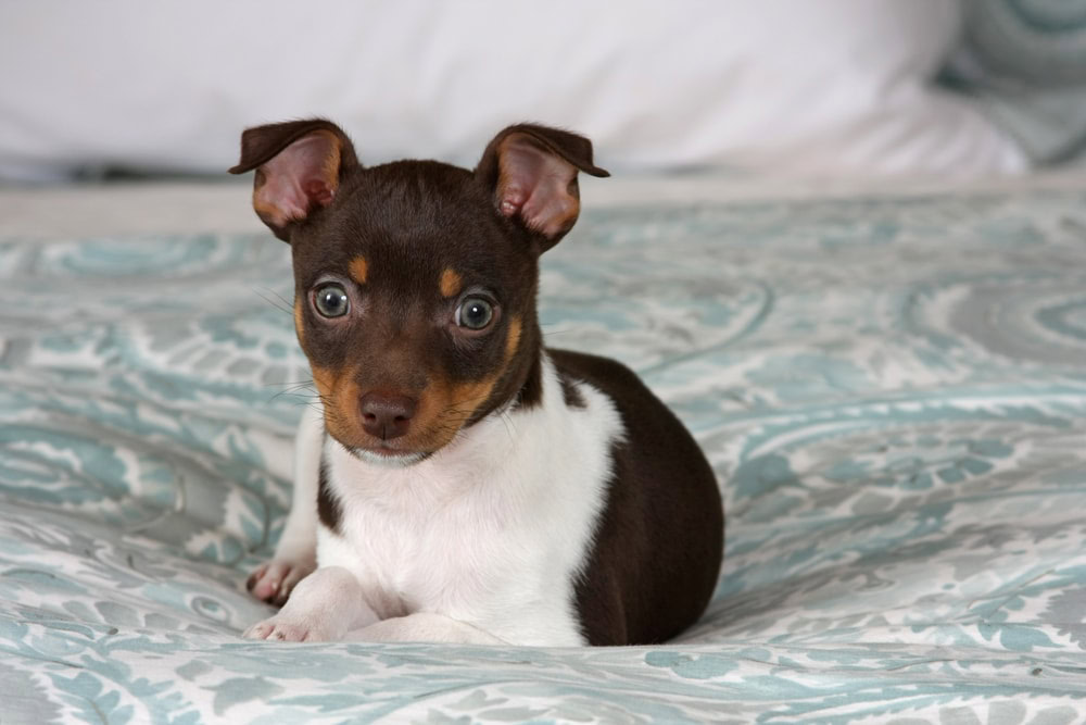 Rat Terrier puppy