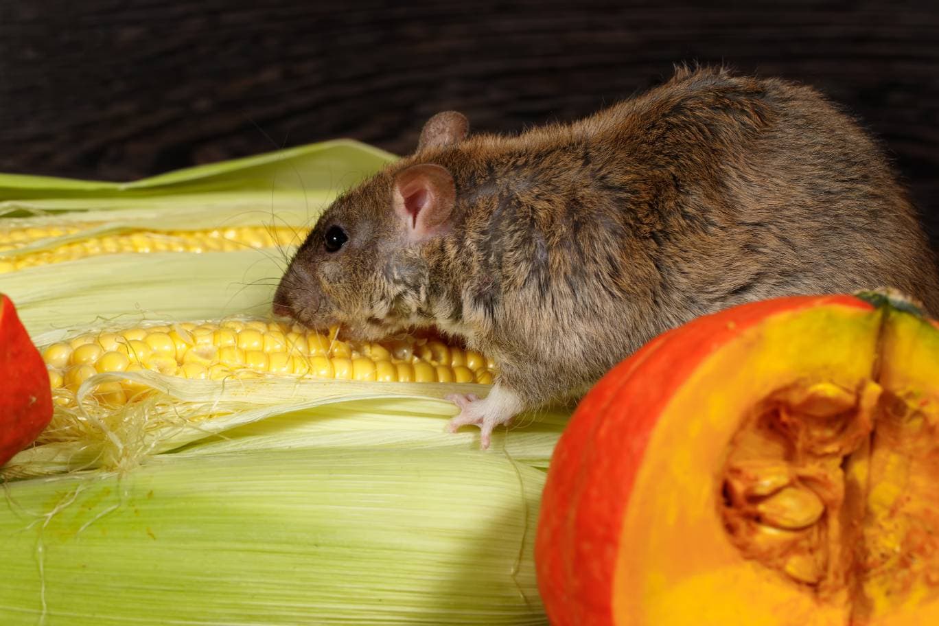Rat close up eating corn near pumpkin_Torook_Shutterstock