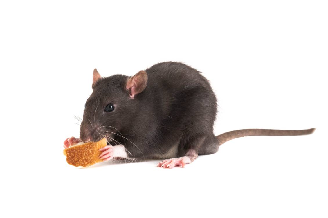 Rat eating bread_Artsiom P_Shutterstock