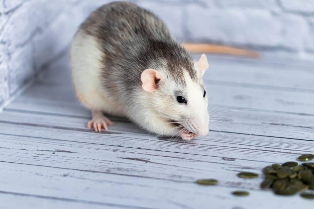 Rat eating pumpkin seed_Grace800_Shutterstock