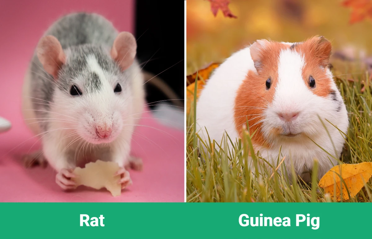 Rat vs Guinea Pig - Visual Differences
