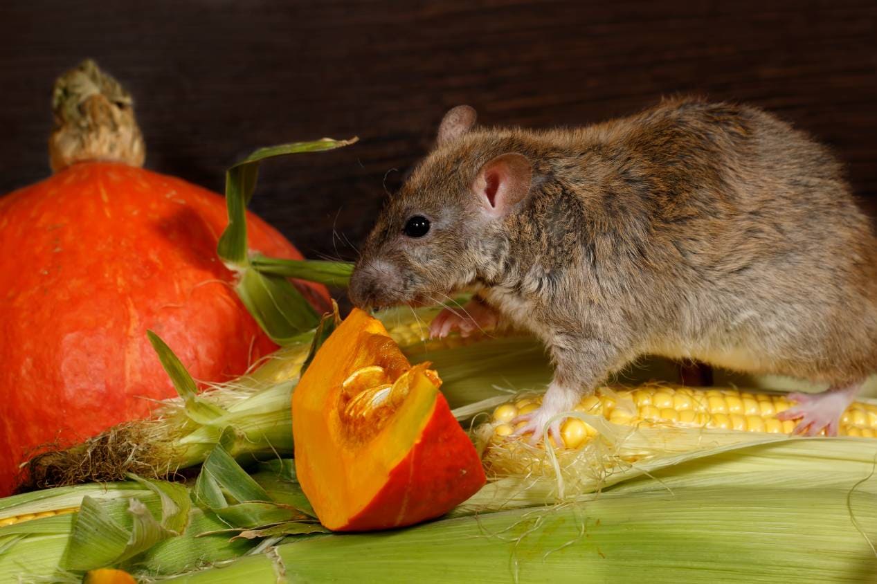 Rats Eat Pumpkin close up_Torook_Shutterstock