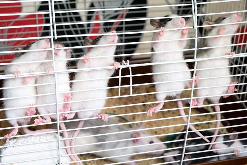 Rats climbing in the cage
