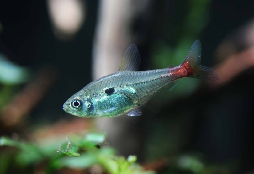 Red Base Tetra
