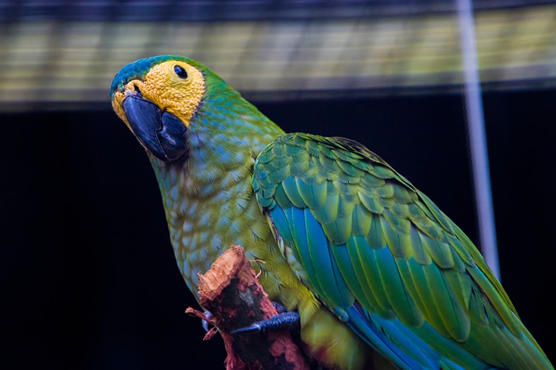 Red-Bellied Macaw