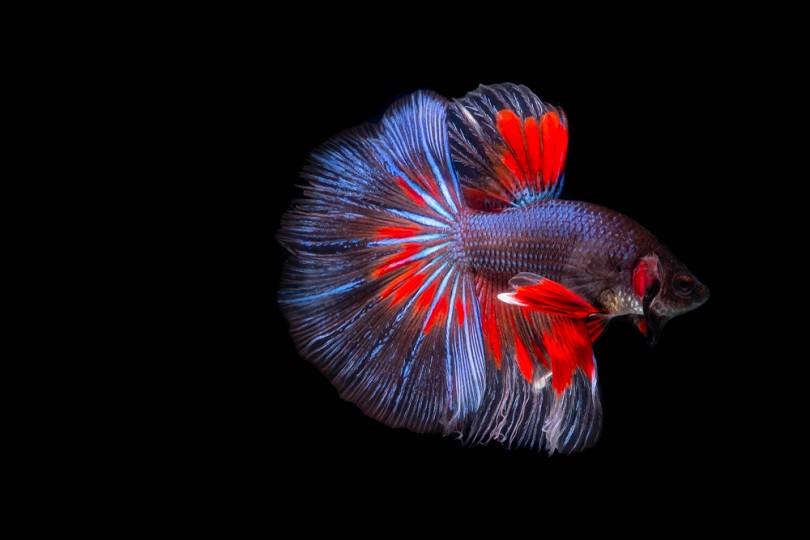 Red Blue Metallic Half Sun Betta_Bonn_A_Shutterstock