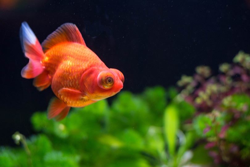 Red Butterfly Moor Goldfish_Colin Hui_shutterstock