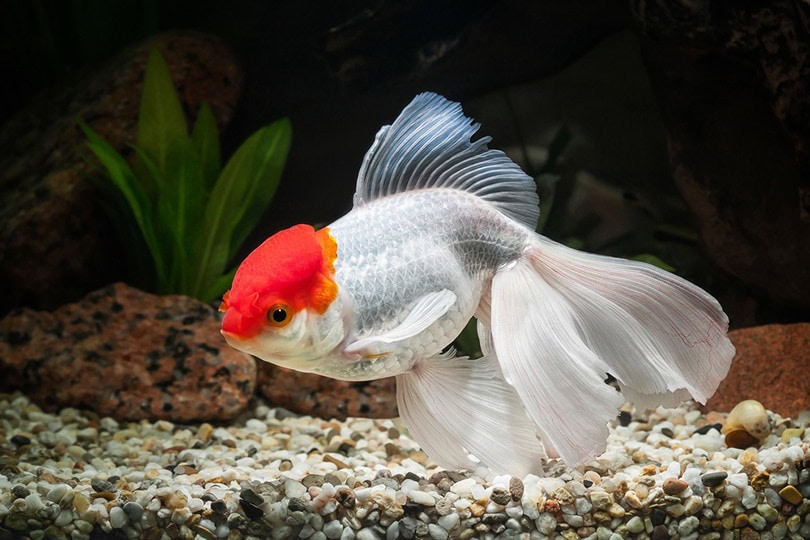 Red Cap Oranda_