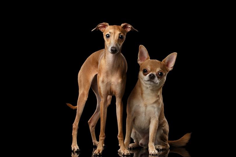 Red-Chihuahua-and-Italian-Greyhound-Dogs_Seregraff_shutterstock